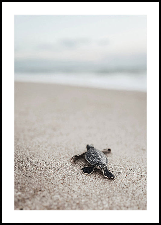 Poster Baby-Schildkröte am Strand