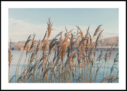 Poster Schilf am See 