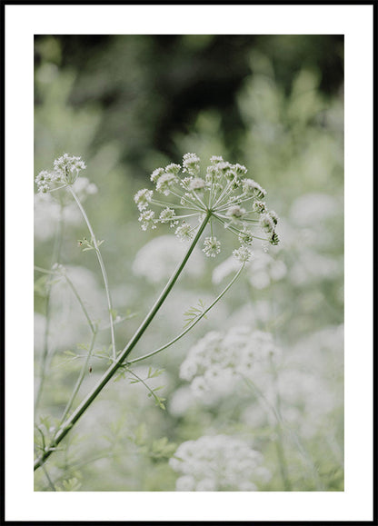 Poster Weiße Wildblumen in einer weichen grünen Wiese 