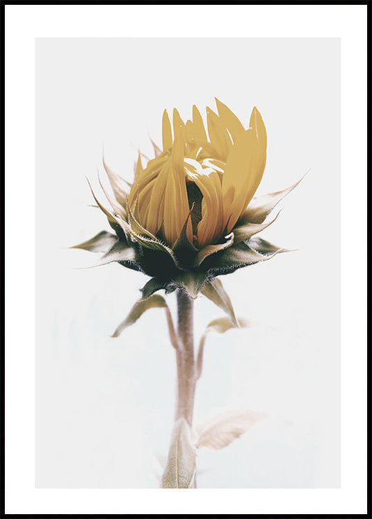 Gelbe Sonnenblume Poster 