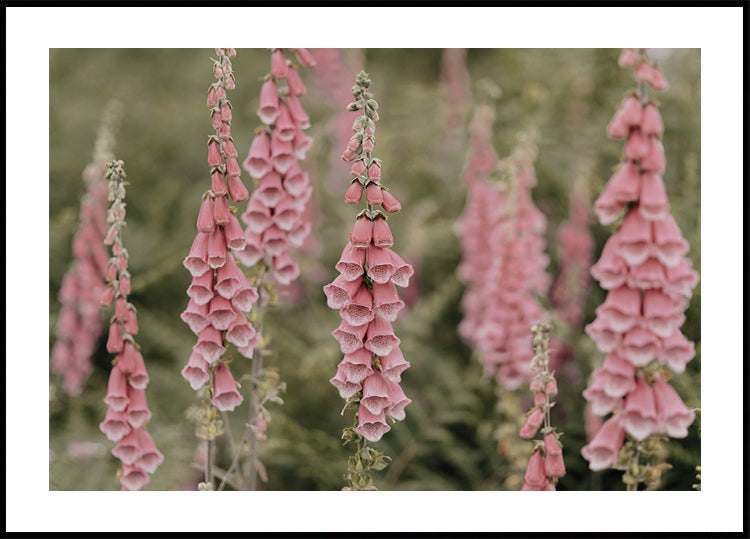 Poster Rosa Fingerhut Blumen