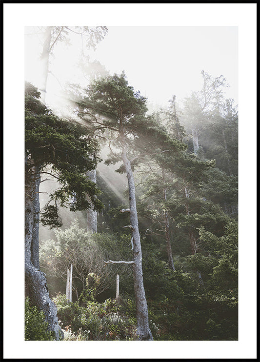 Sonnenschein durch den Nebel Poster 