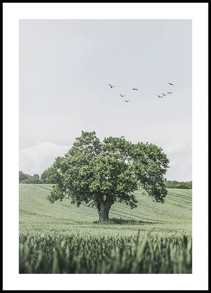 Poster Grüner Baum im Feld 