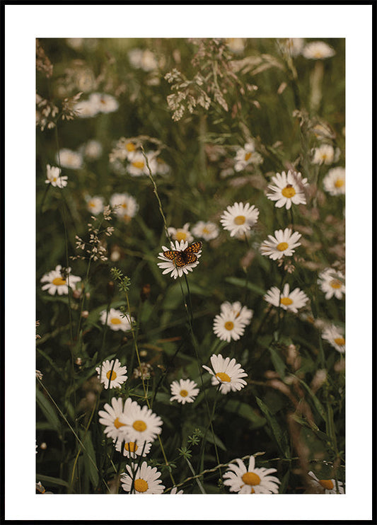 Kamille und Schmetterling Poster