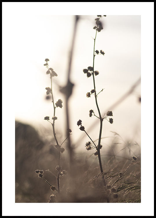 Grasblume Poster 