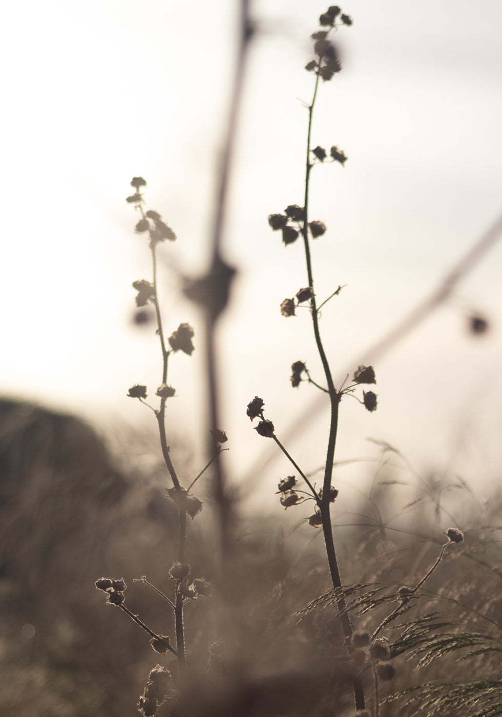 Grasblume Poster 