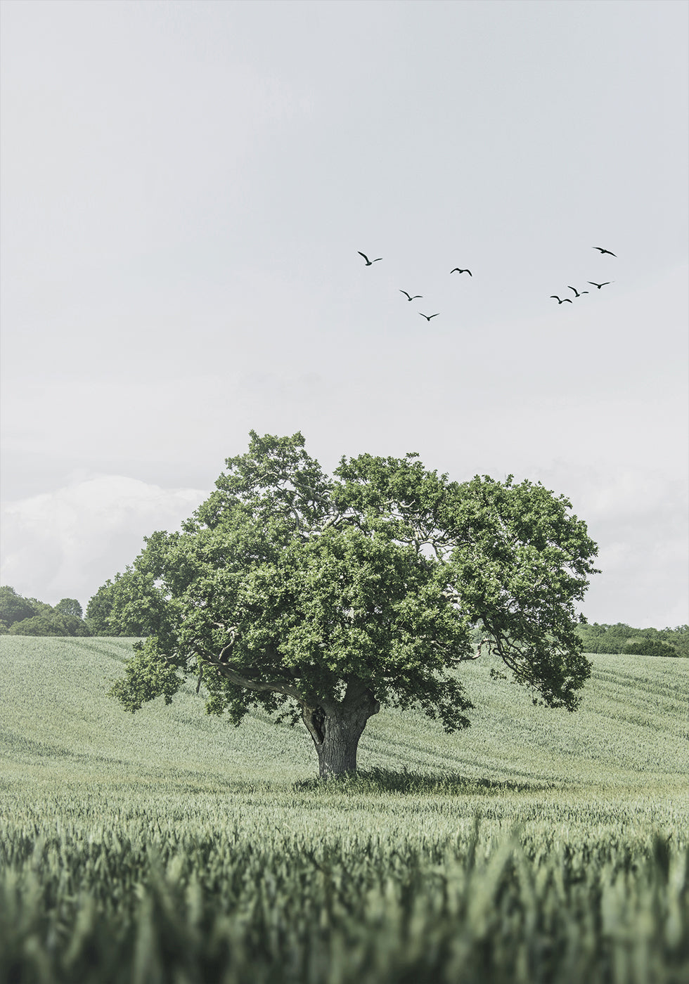 Poster Grüner Baum im Feld 