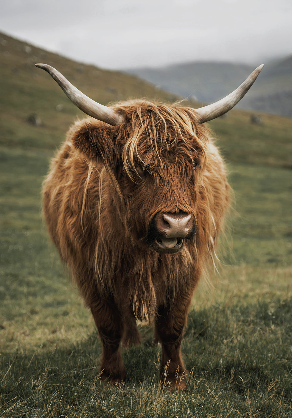 Poster Highland-Kuh in der Nähe eines Berges 