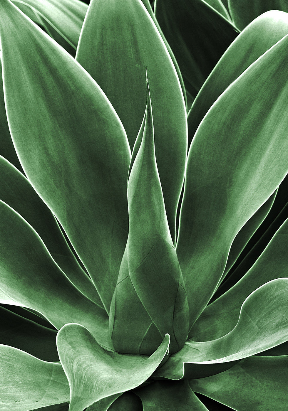 Green Leaf Detail Poster