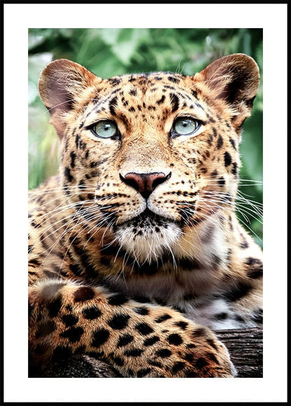 Poster Leopardenporträt