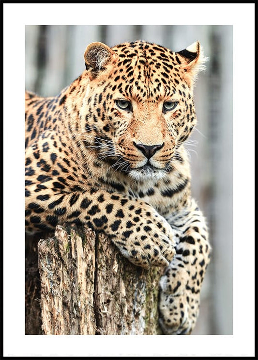 Majestätischer Leopard Poster