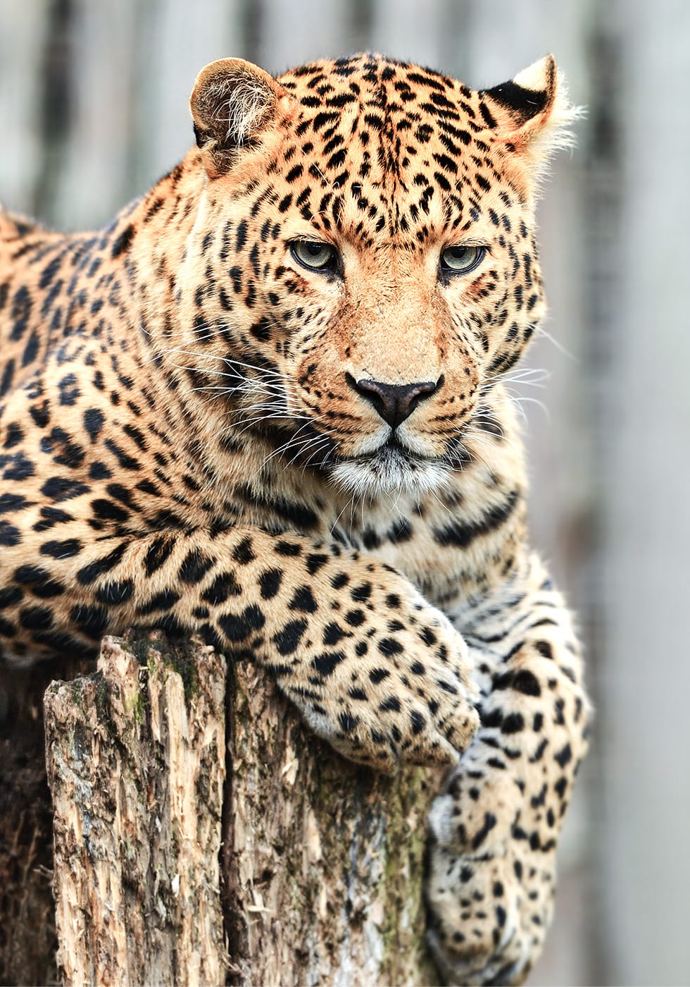 Majestätischer Leopard Poster