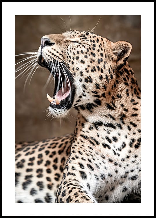 Poster Leopard brüllt in der Natur