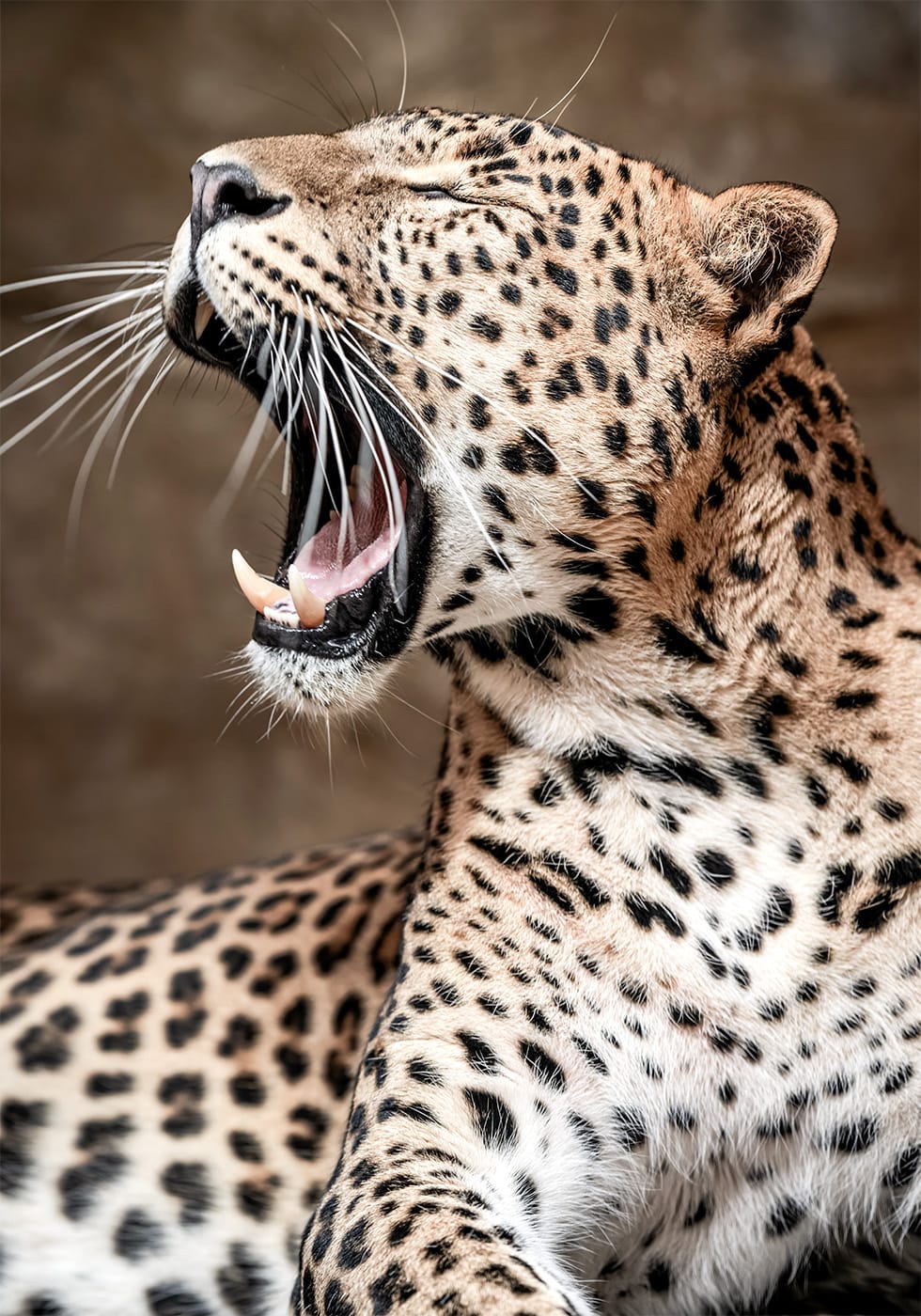 Poster Leopard brüllt in der Natur