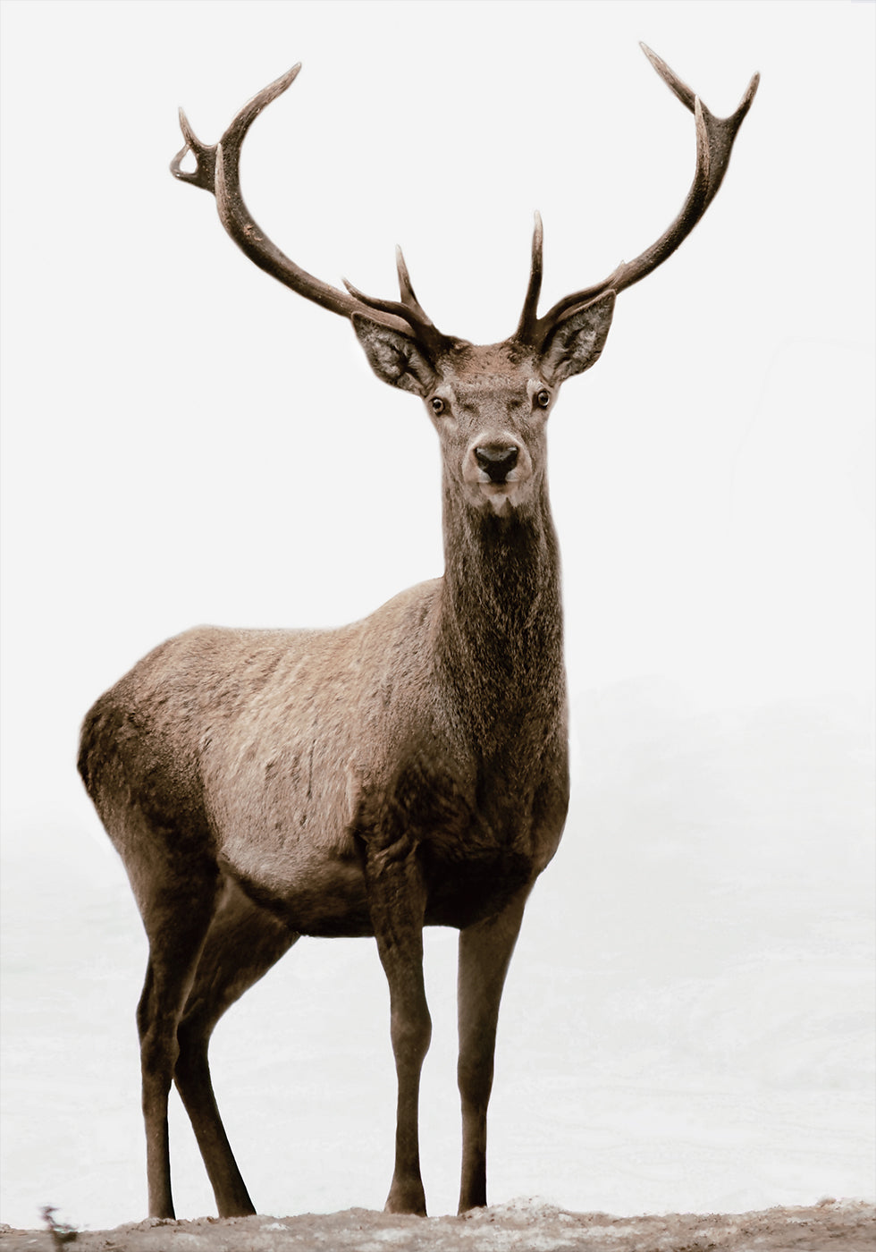 Majestic Deer on the Mountain Poster