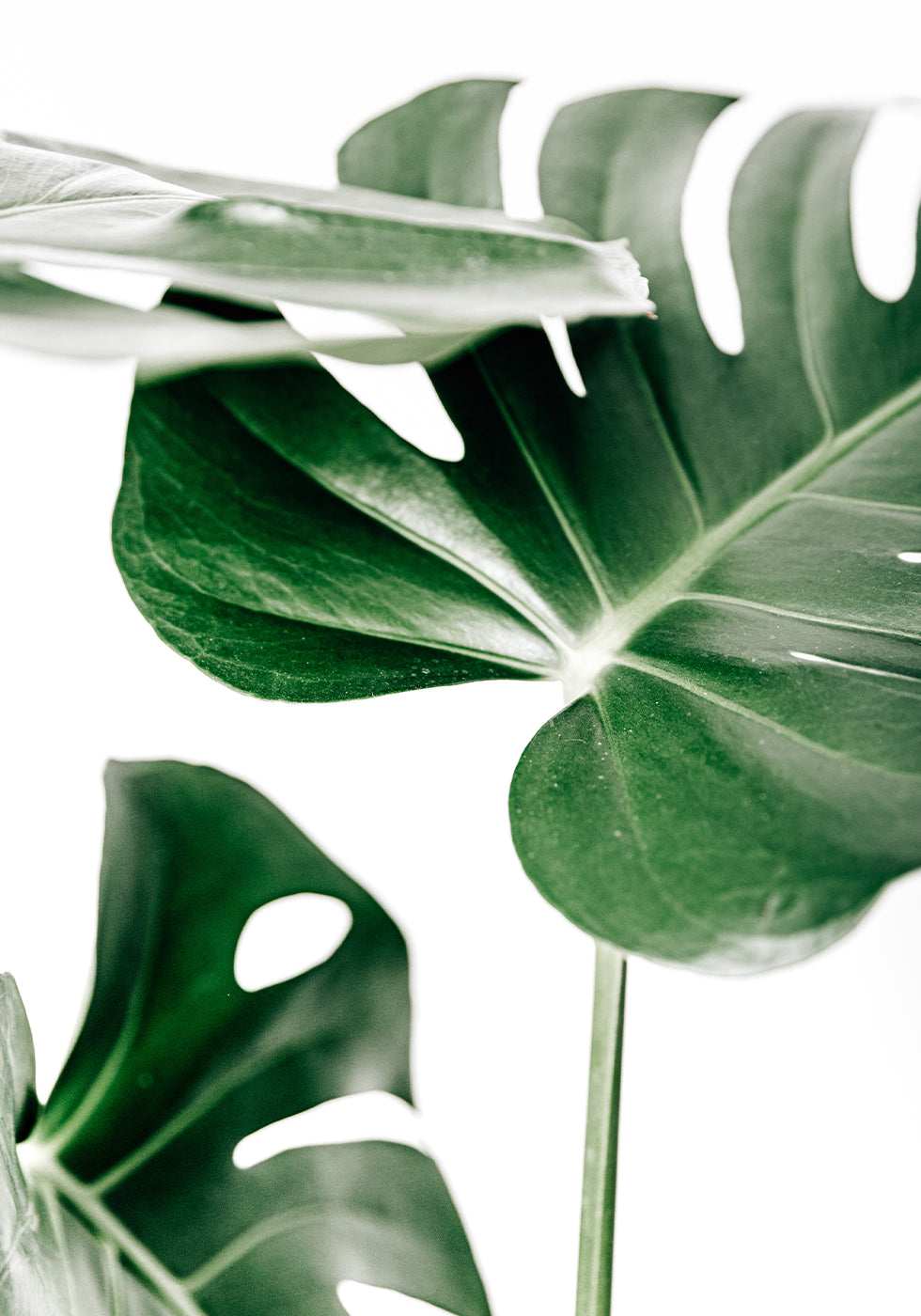 Green Monstera Leaves Poster