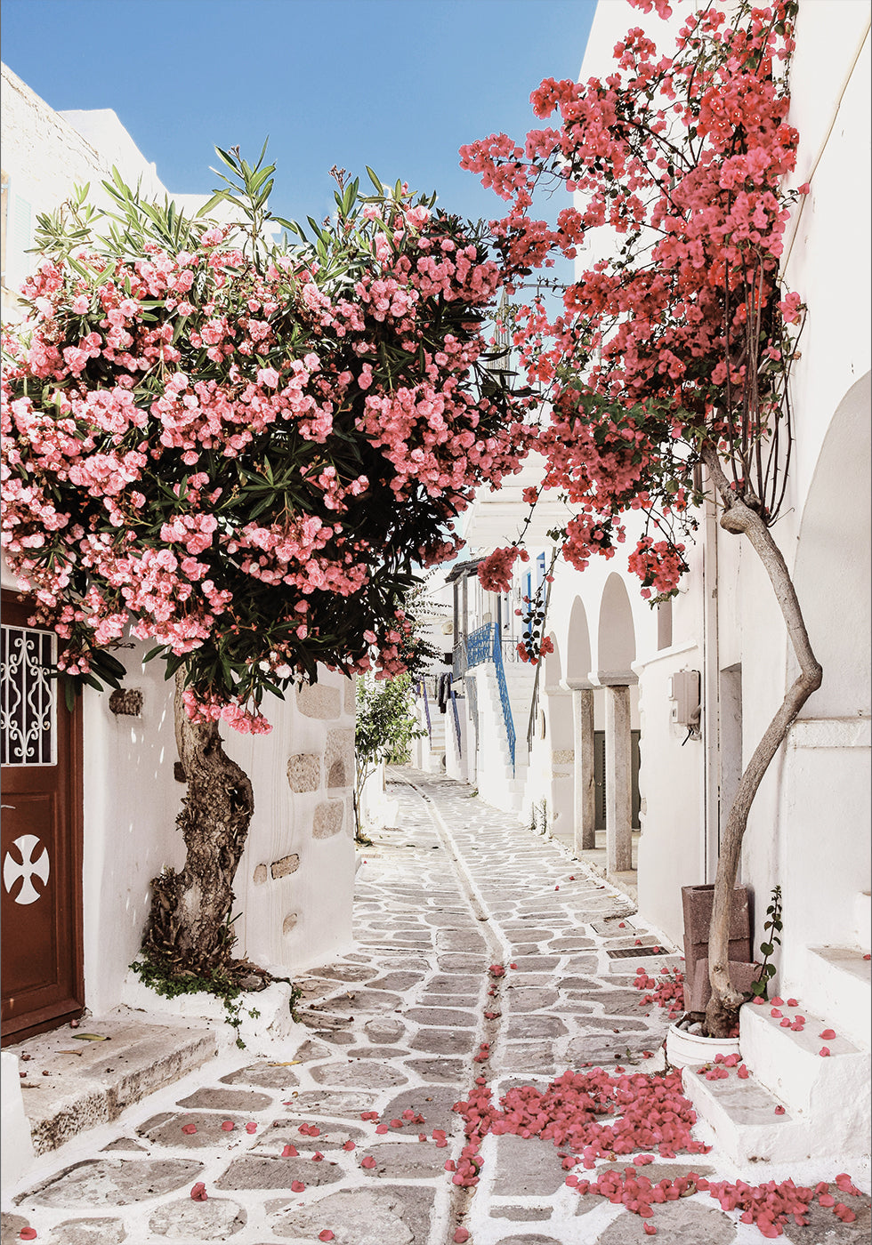 Pink Flower Trees in a Picturesque Alley Poster