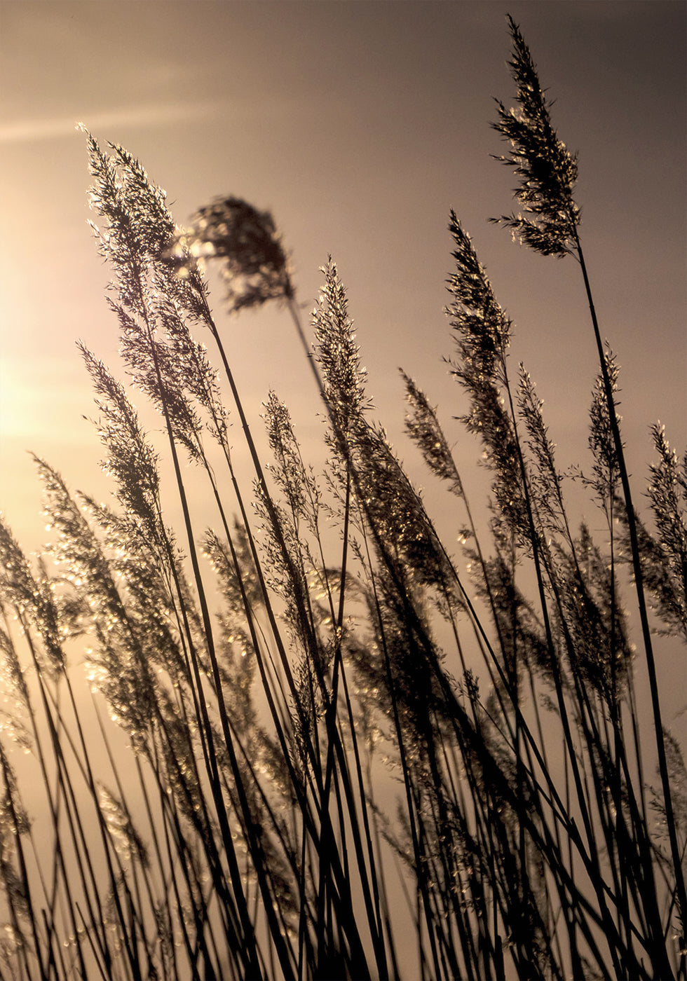 Poster Schilf bei Sonnenuntergang 