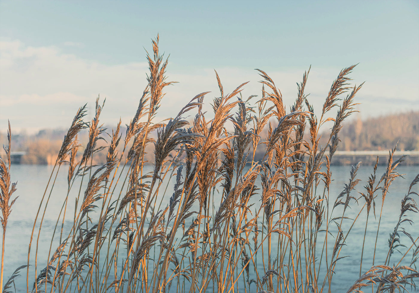 Poster Schilf am See 