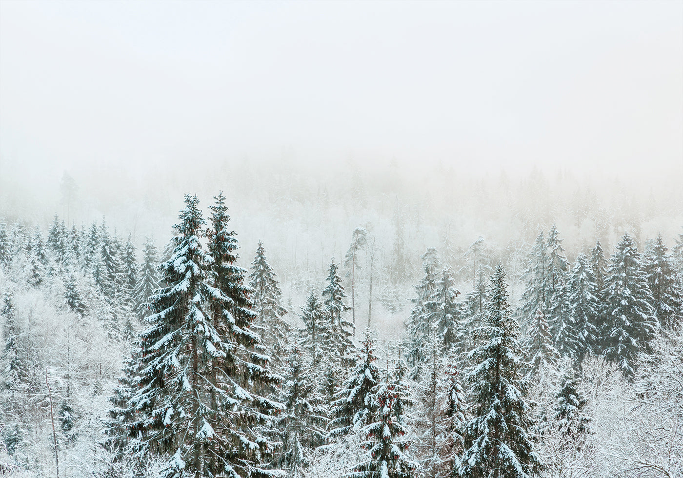 Poster Schneebedeckter Tannenwald