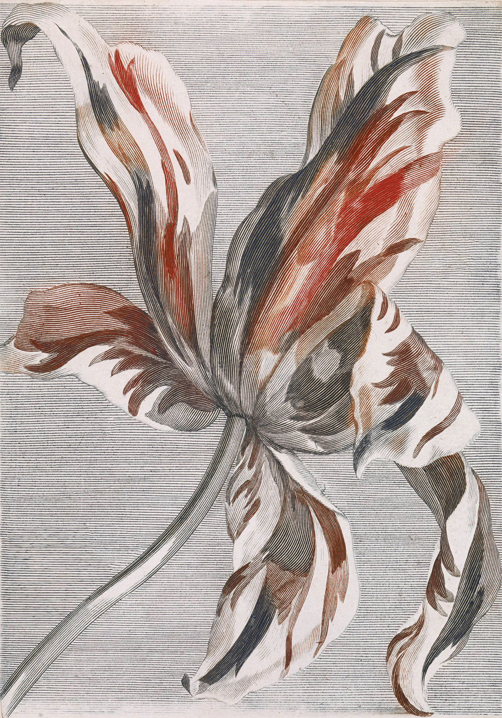 Tulpe von Johan Teyler Poster 