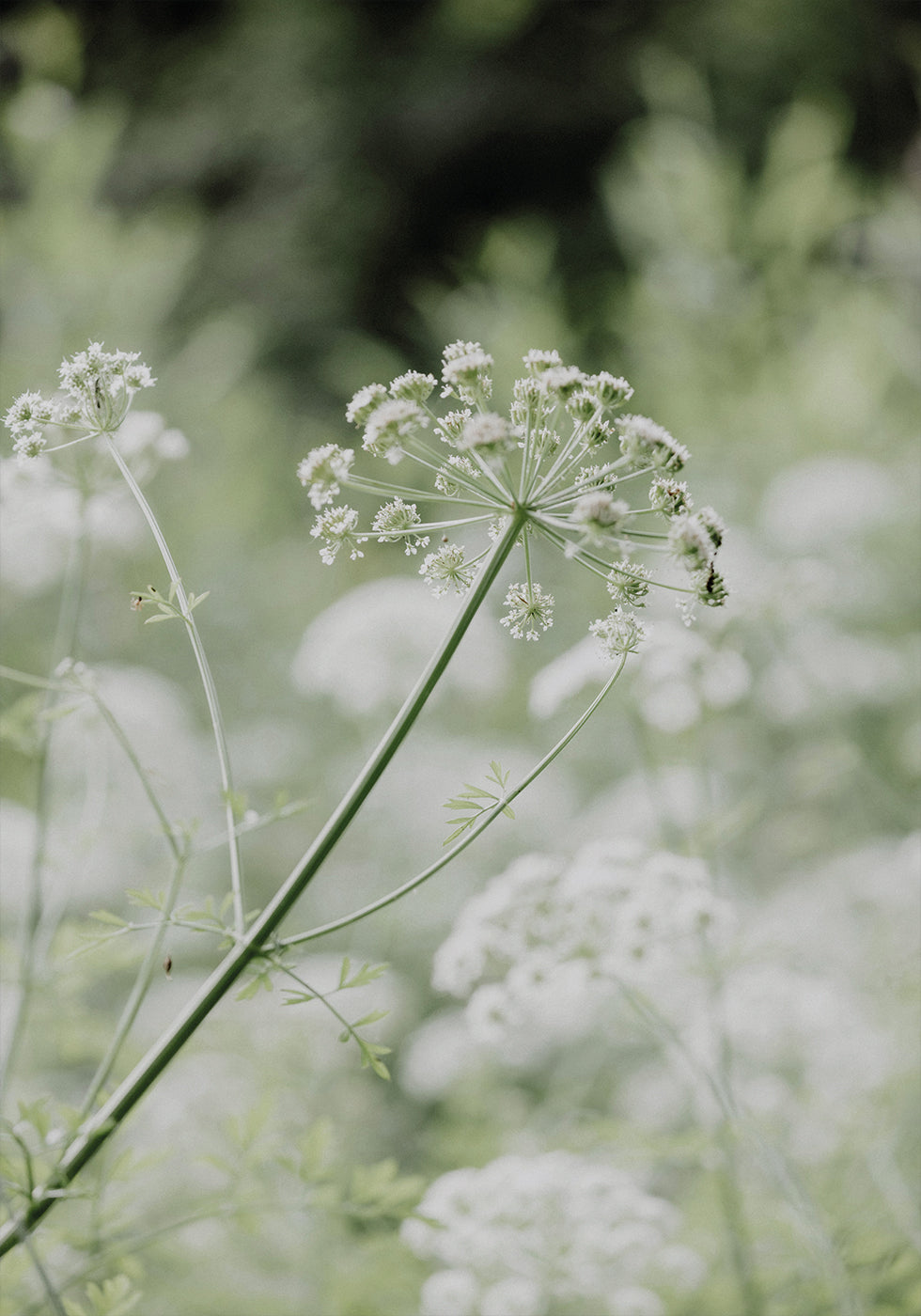 Poster Weiße Wildblumen in einer weichen grünen Wiese 