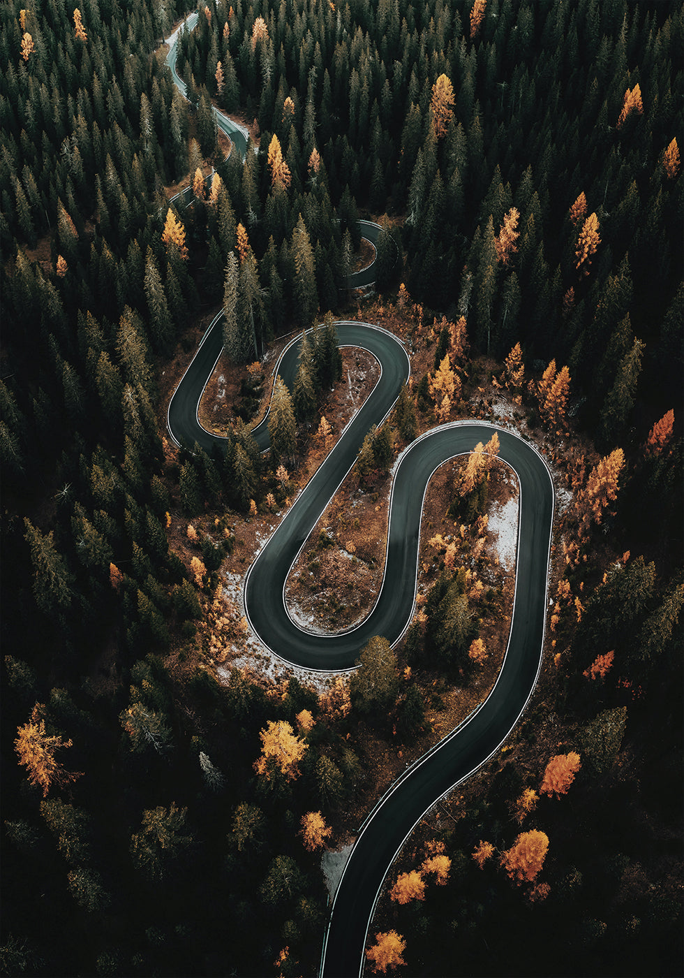 Winding Road in the Forest  Poster