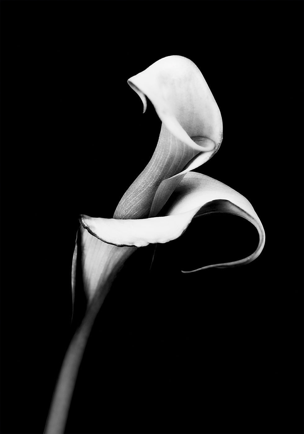 Poster Calla-Lilie 