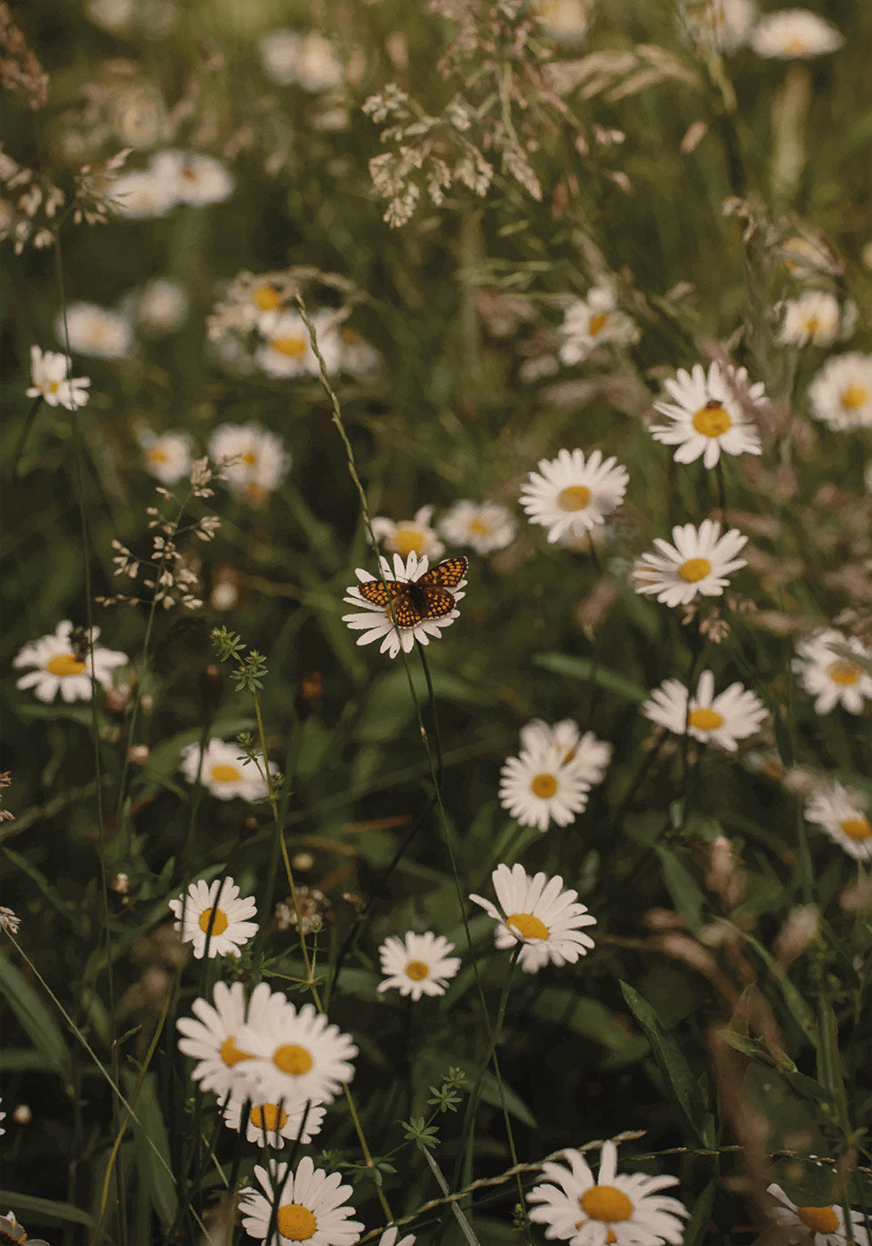 Kamille und Schmetterling Poster