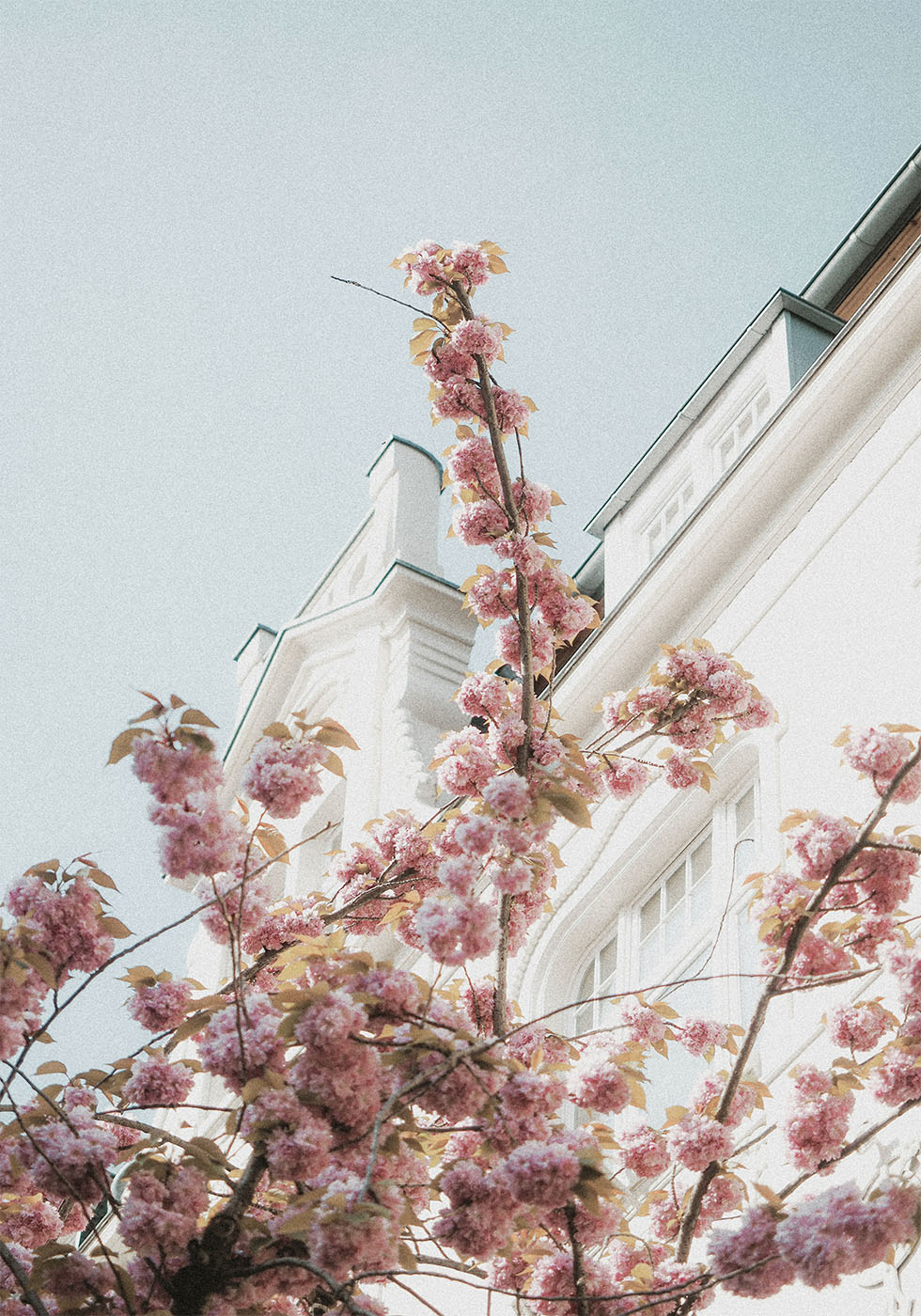 Kirschblüten-Poster 