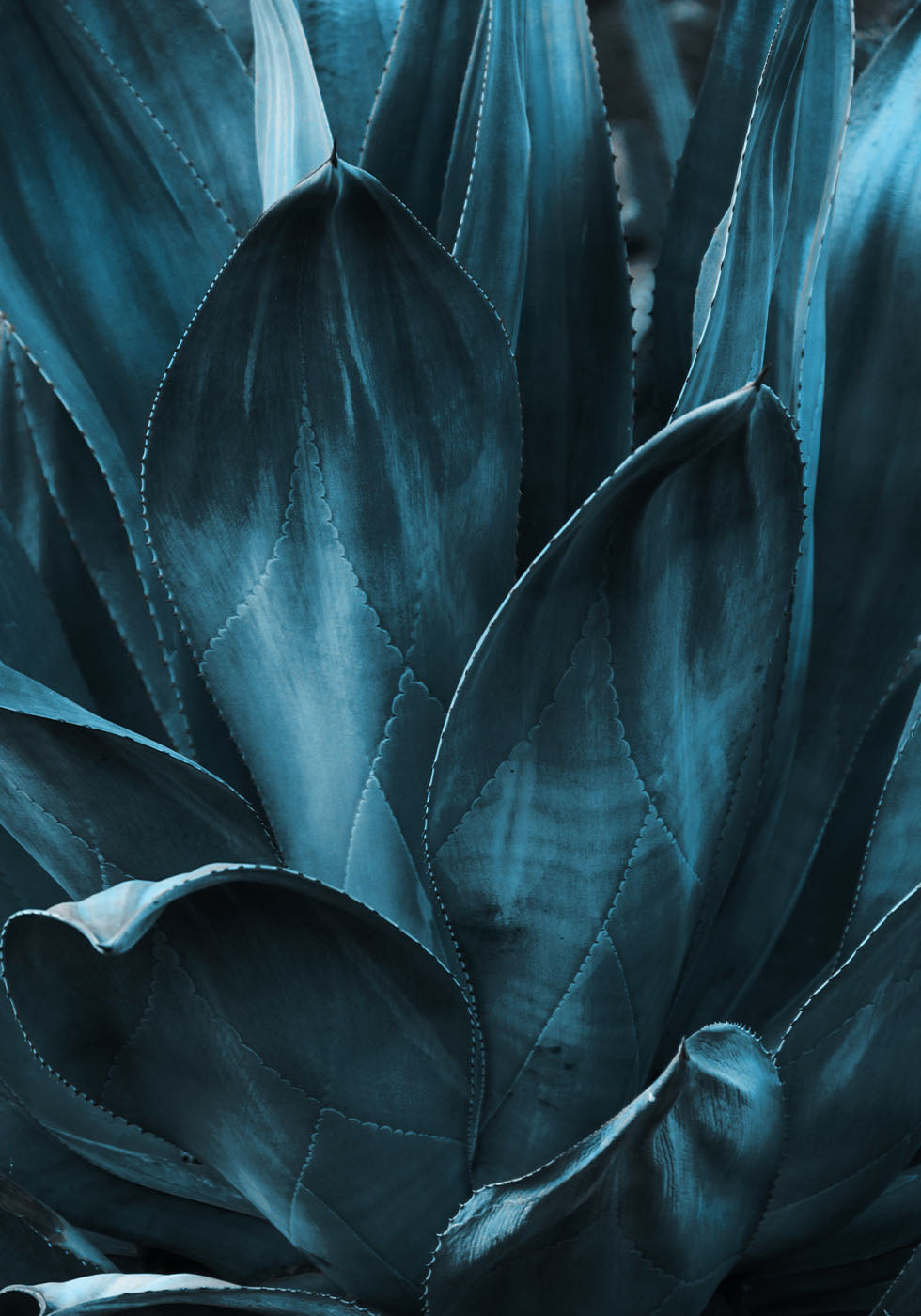 Dark Blue Plant Poster