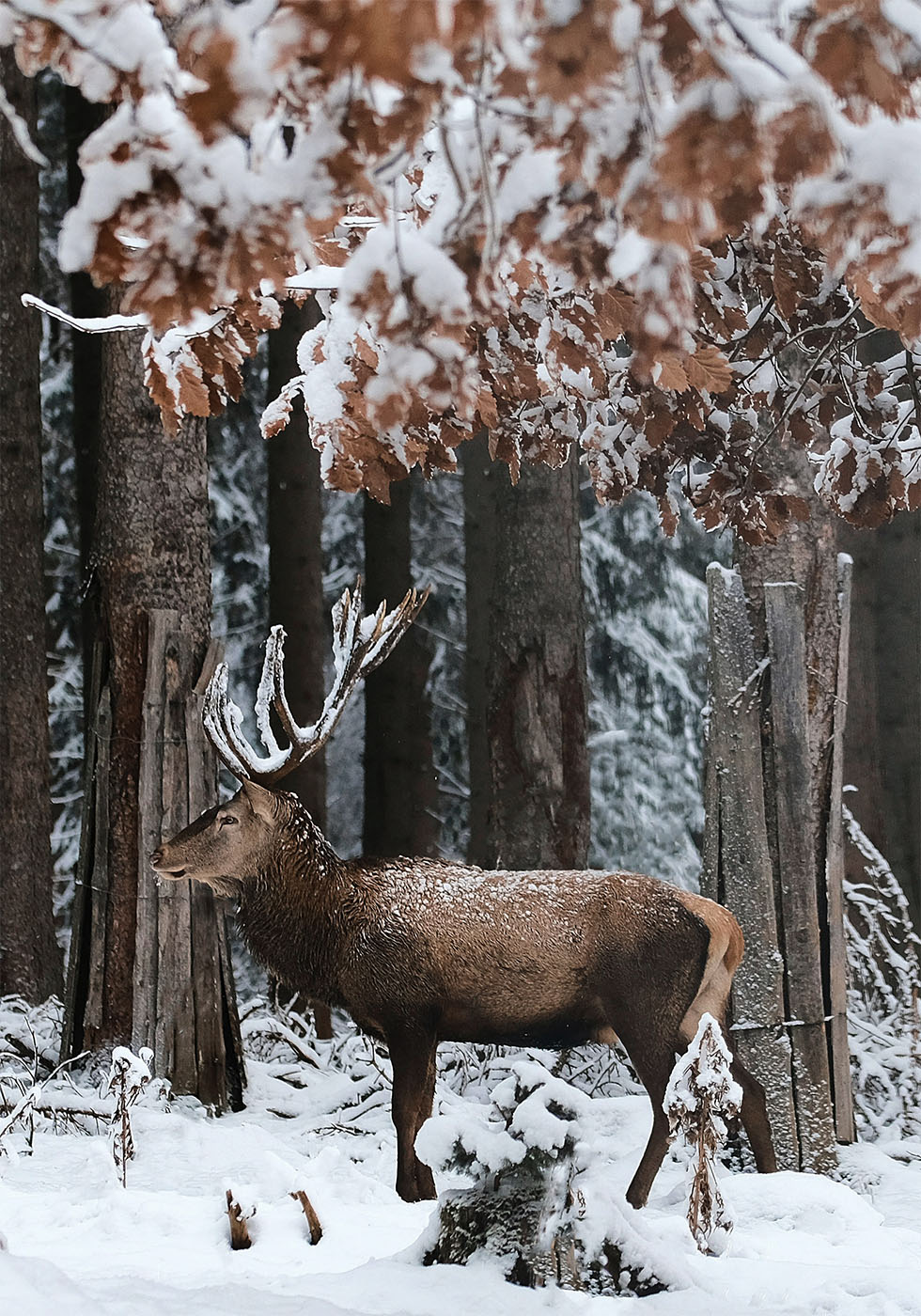 Poster Hirsch in einem verschneiten Wald 