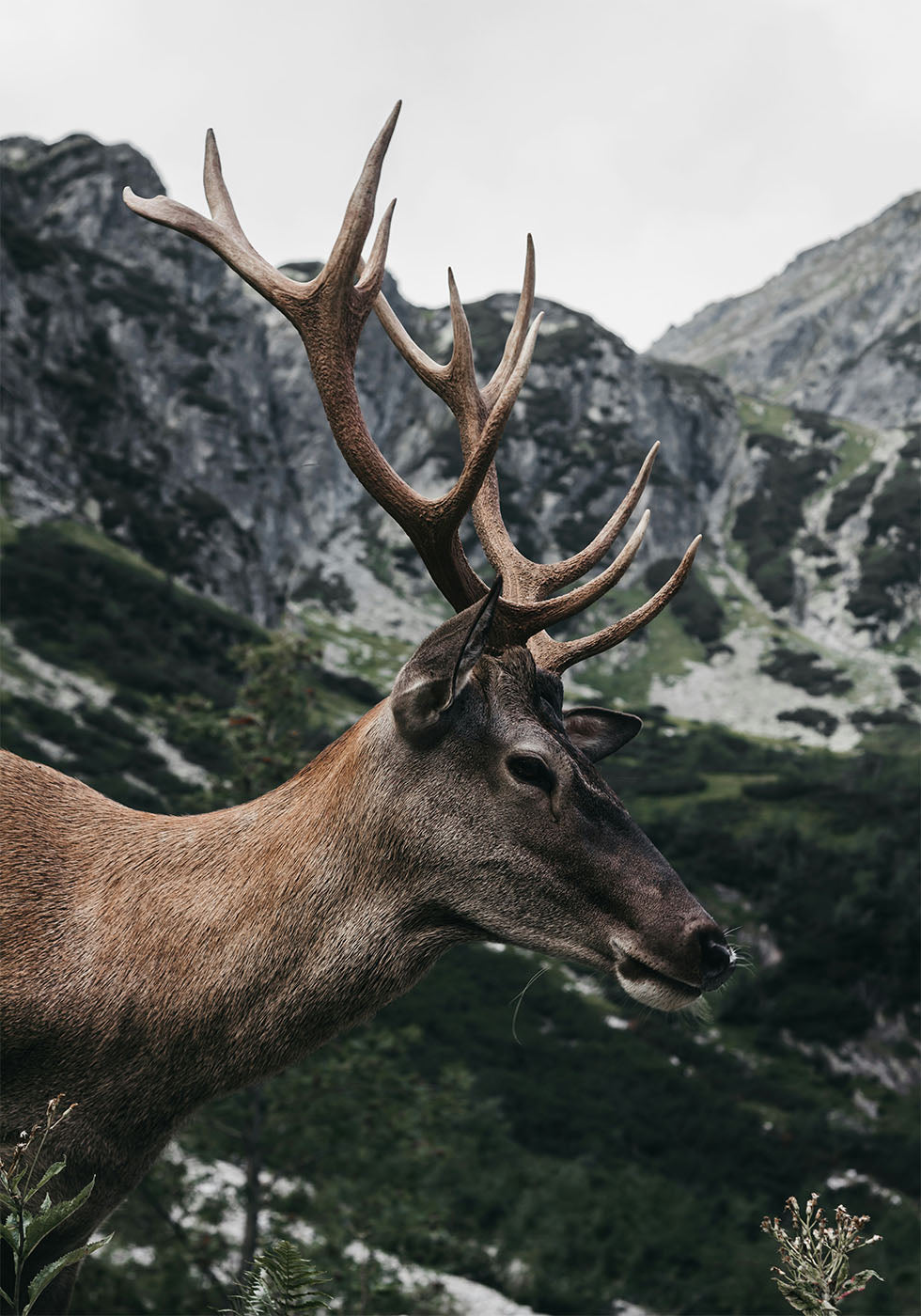 Poster Hirsch im Profil 