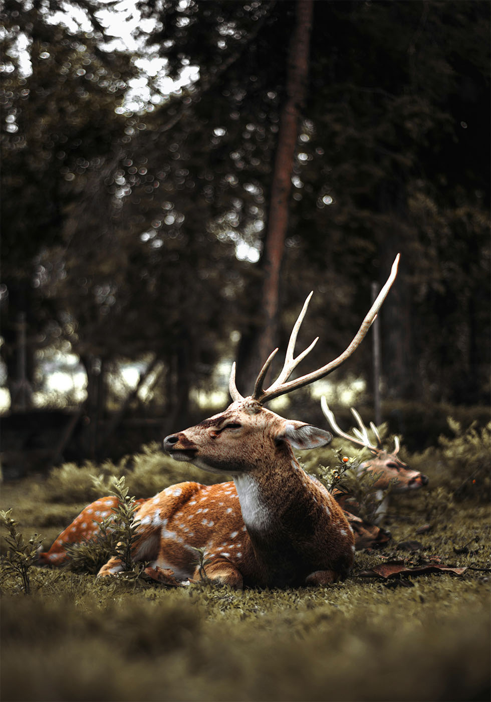 Poster Hirsch im Wald 