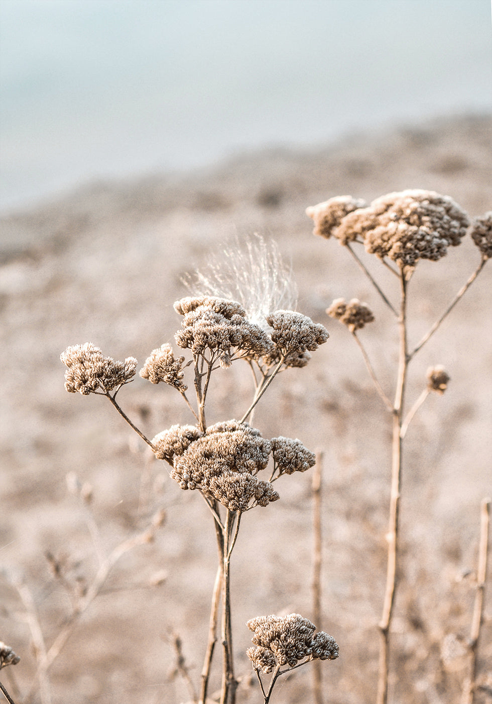 Poster Getrocknete Blumen 