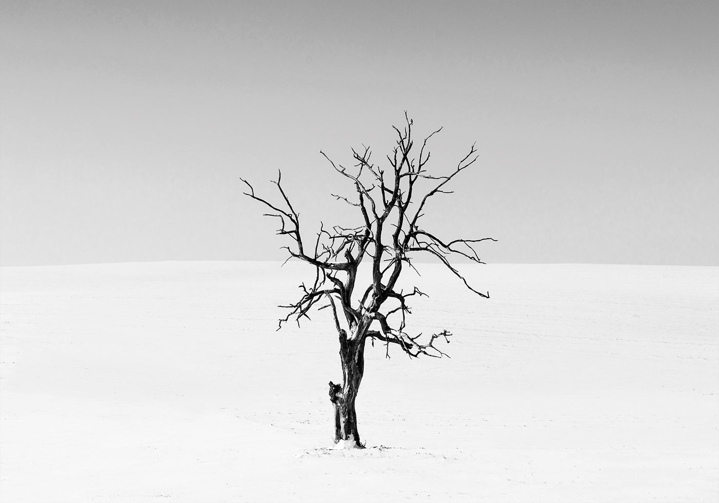 Poster Trockener Baum im Schnee 