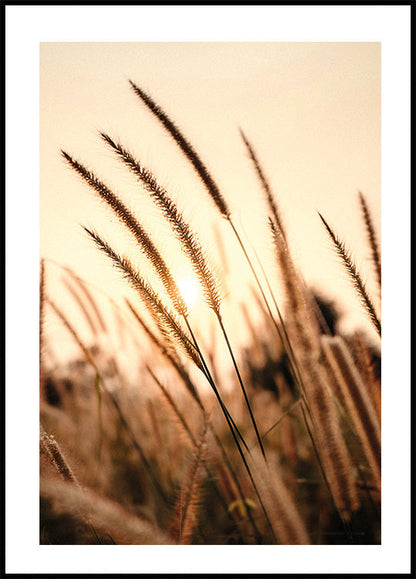 Poster Sonnenuntergang trockenes Gras 