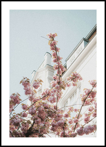 Kirschblüten-Poster 