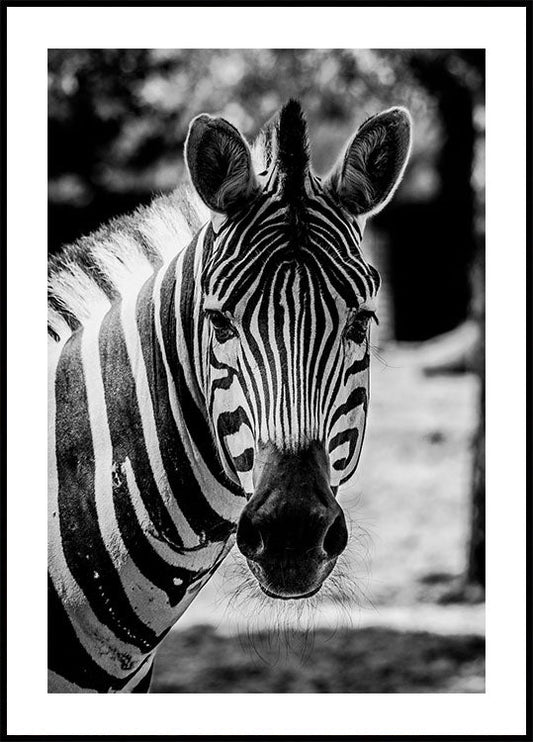 Zebra-Poster 