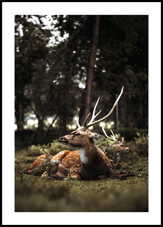 Poster Hirsch im Wald 