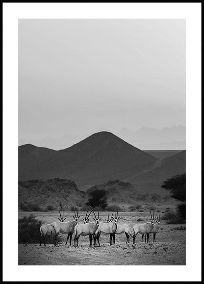 Arabische Oryxantilope im Sand Poster 