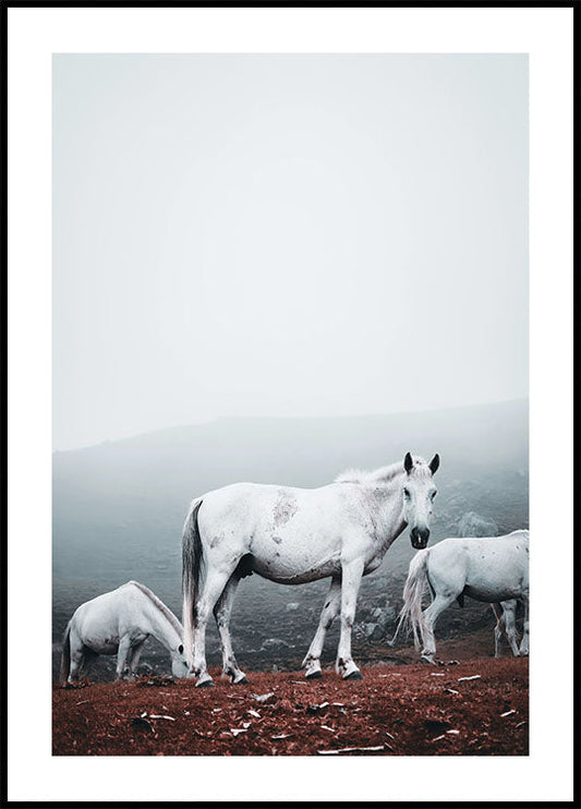 Poster Weiße Pferde in nebliger Landschaft