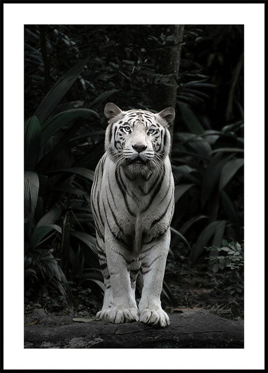 Majestätischer weißer Tiger Poster