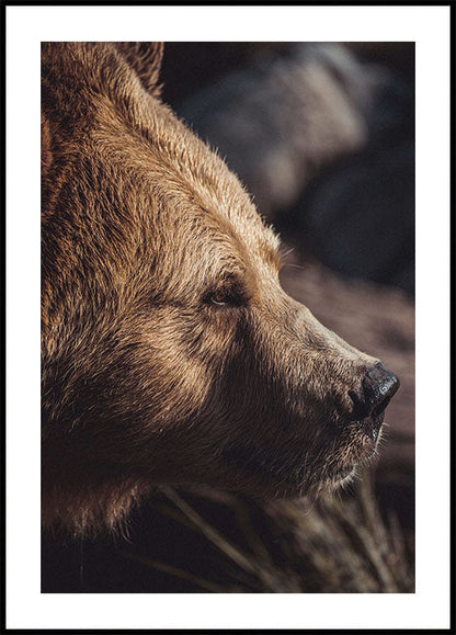 Poster Bär im Profil