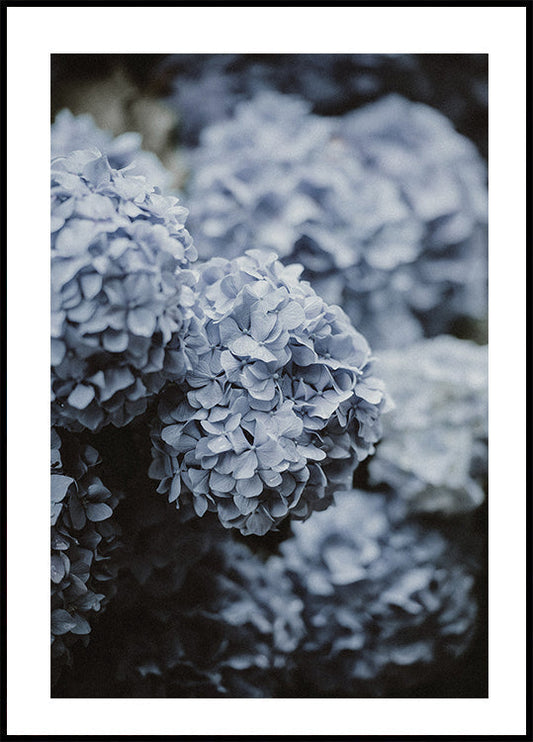 Poster Blaue Hortensie 