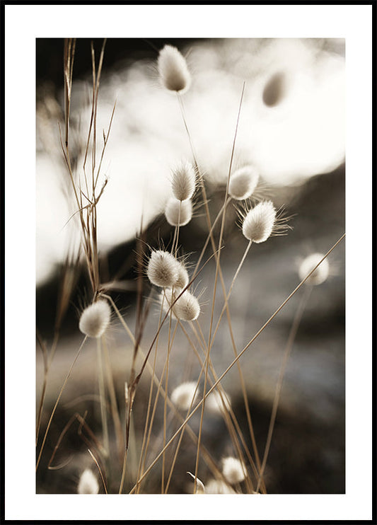 Poster Gras im Sonnenlicht 