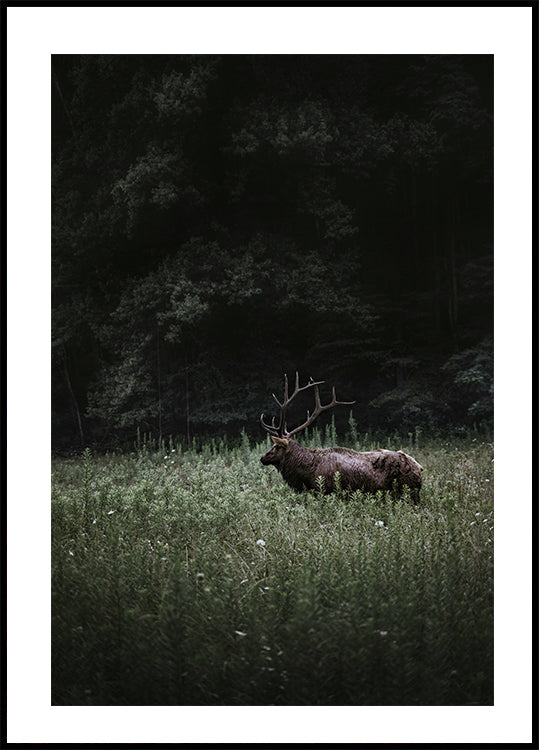 Poster Hirsch in der Natur 