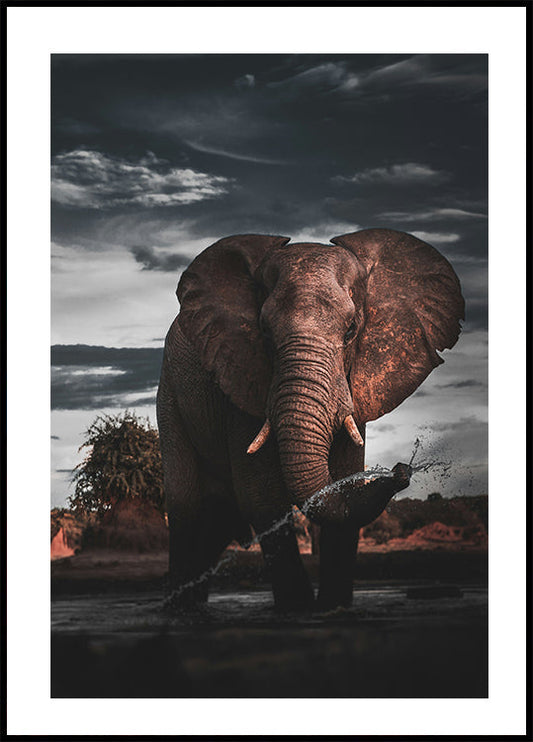 Poster Majestätischer Elefant in der Natur