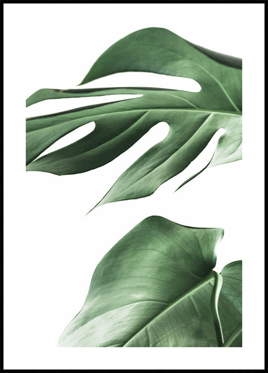 Poster Monstera-Pflanze 