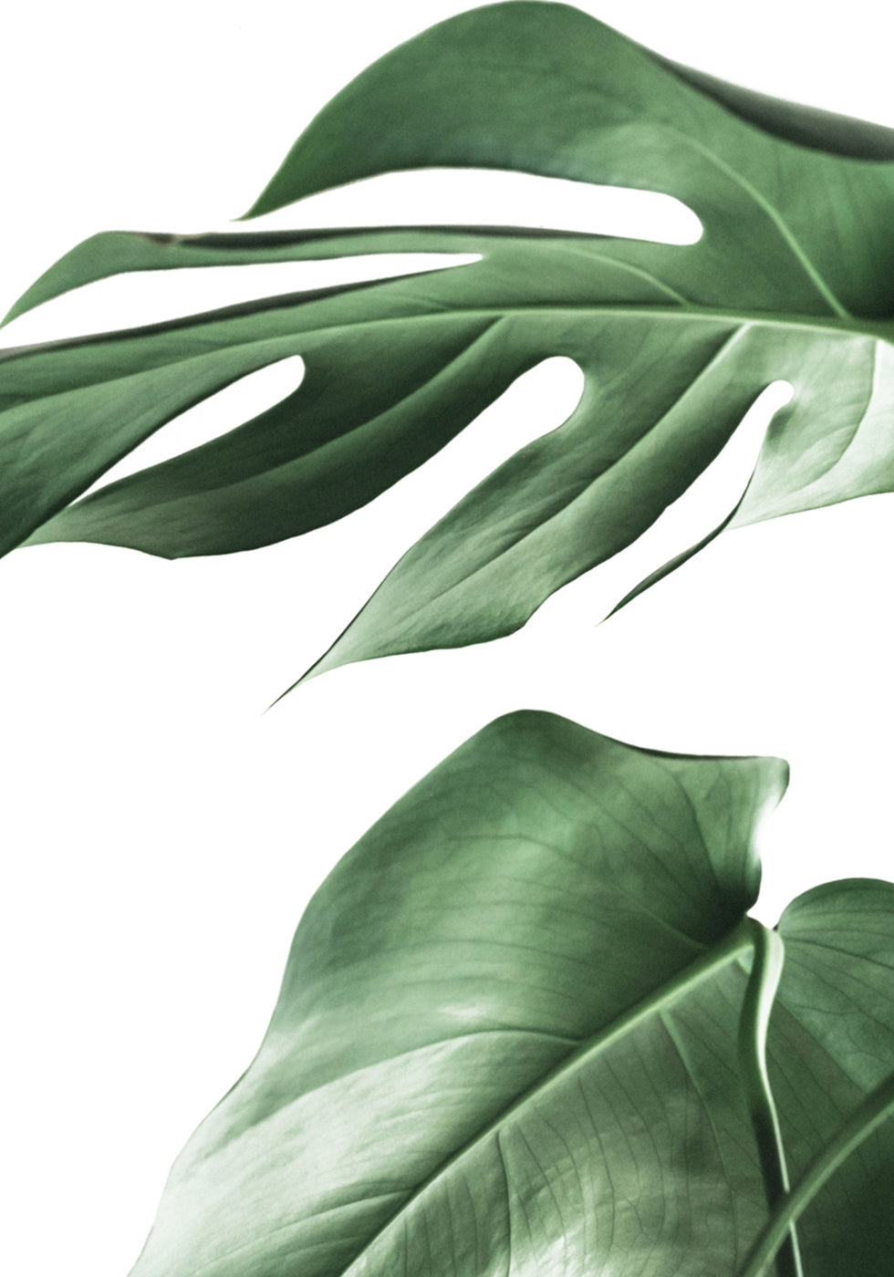 Poster Monstera-Pflanze 